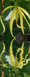 cananga odorata, fleur d'ylang-ylang