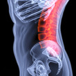spine
