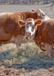 Brown cows happily munching fresh hay Brown cows happily munching fresh hay