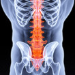 spine