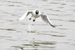 Möwe