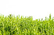 Rosemary