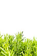 Herbs