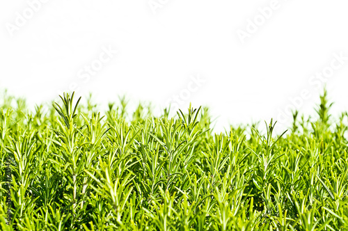 Foto: Rosemary Rosemary