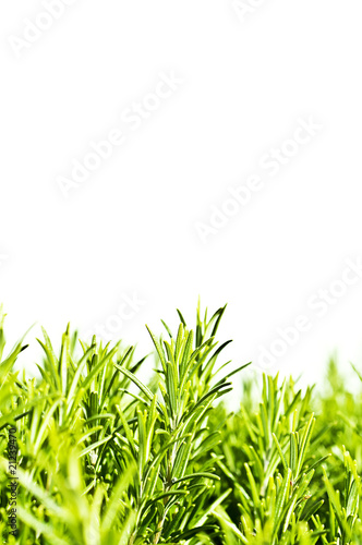 Photo: Herbs Herbs