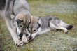 zwei junge Wolfshunde spielen mit Holzstock