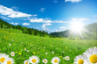 Frühling in den Alpen mit Margeriten und Blumenwiese