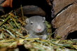 Wüstenrennmaus
