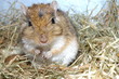 Wüstenrennmaus