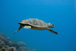 swimming away