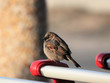 sparrow in shop