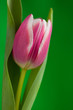 Tulpe