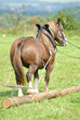 Holzrücken, Pferd, Kaltblut