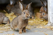 Junge Kaninchen