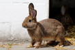 Junger Hase