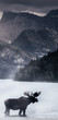 Elch in einem Bergsee im Hochgebirge Elch in einem Bergsee im Hochgebirge