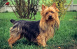 terrier australien de profil en extérieur