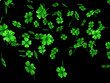 Falling Shamrock Leaves Falling Shamrock Leaves