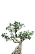 Bonsai 