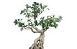 Bonsai freigestellt
