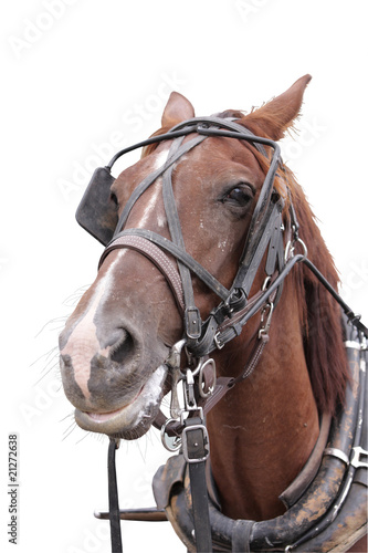 Photo: Horse Horse
