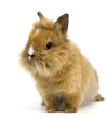 Baby Kaninchen Baby Kaninchen