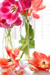 Spring tulips in old milk bottles Spring tulips in old milk bottles