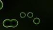 Video: Influenza virus Influenza virus