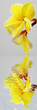 reflets fleur jaune frangipanier