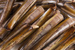 Razor Mussel