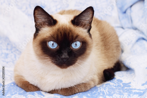 Photo: Siamese cat on a blue background Siamese cat on a blue background