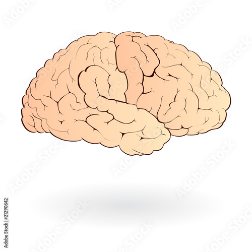 human brain clipart. vector rain clip art isolated