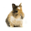 Baby Kaninchen Baby Kaninchen