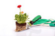 Foto: Blume Blume