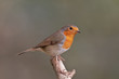 European robin