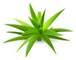 Aloe