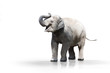 Junger Elefant wd607