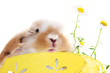 Hase