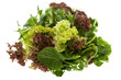 Pflücksalat