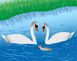 Swans on lake