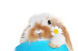 Hase