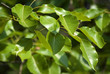 Green pear leaves for background Green pear leaves for background