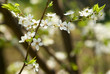 White blossom - natural background White blossom - natural background