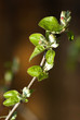 Appple tree branch in blossom Appple tree branch in blossom