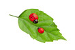 ladybugs on the leaf, family concept ladybugs on the leaf, family concept