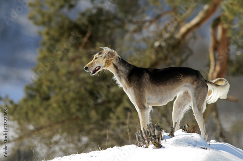 Photo: Windhund Windhund