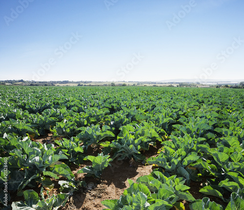 Foto: Field of vegetables at farm Field of vegetables at farm