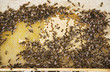 Bees and honeycomb