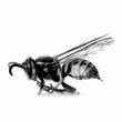 Close up of black and white wasp