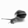 Close up of black and white snail
